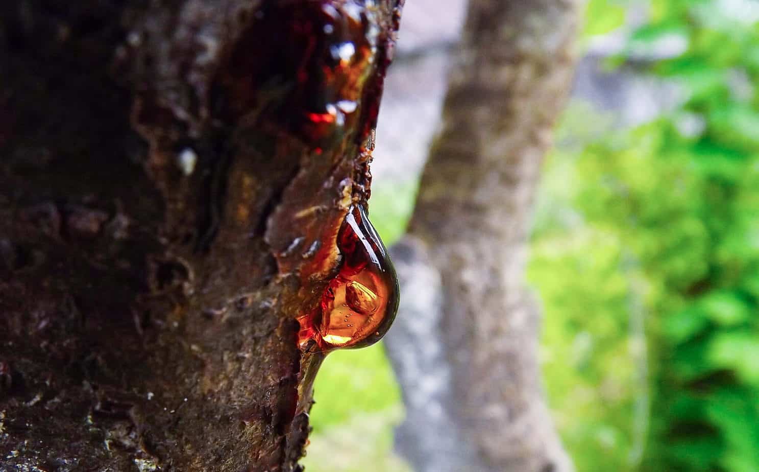 How To Find The Best Pine Tar Shampoo For You Hair Kempt