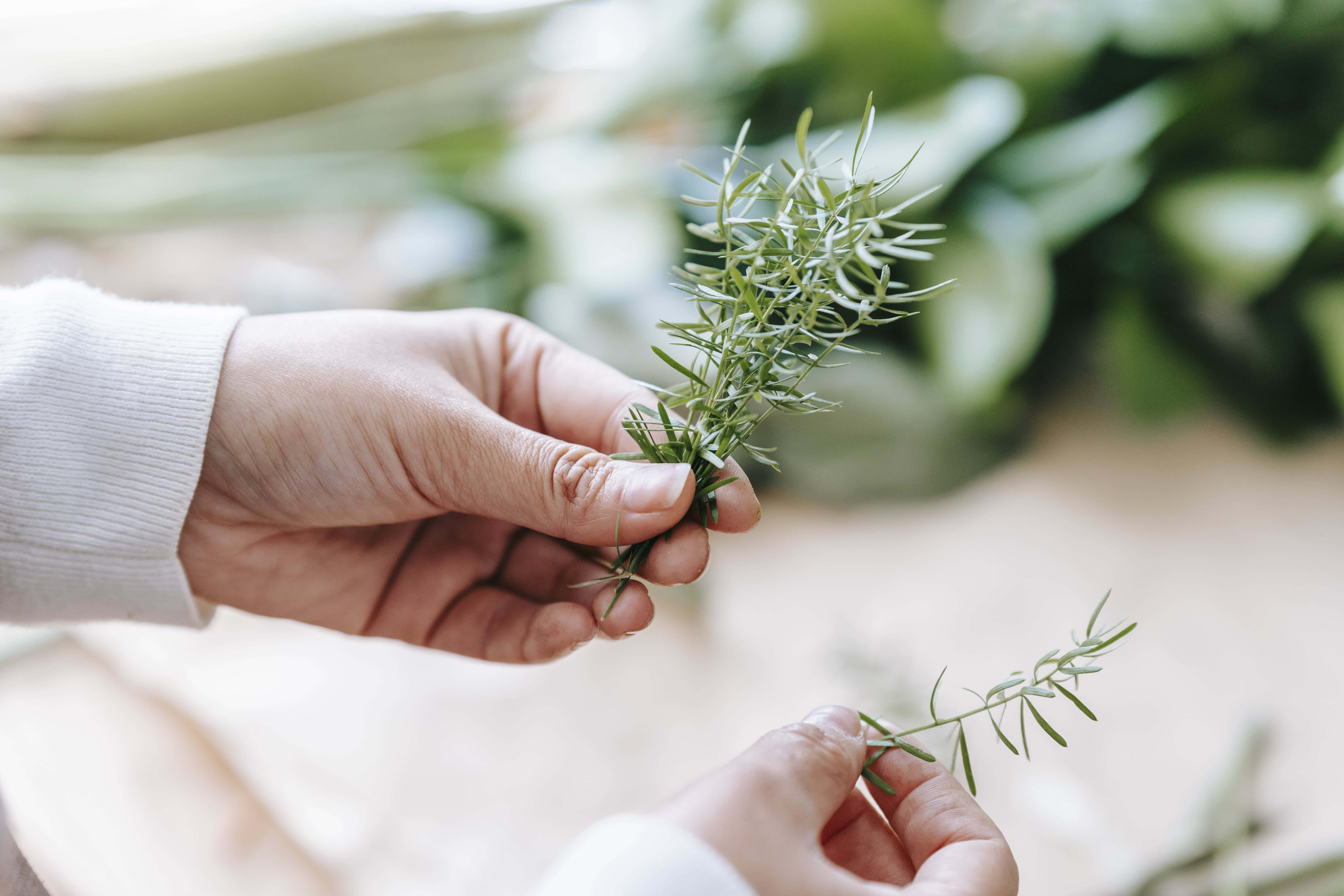 From above of crop anonymous person showing fresh verdant rosemary on blurred background in daylight