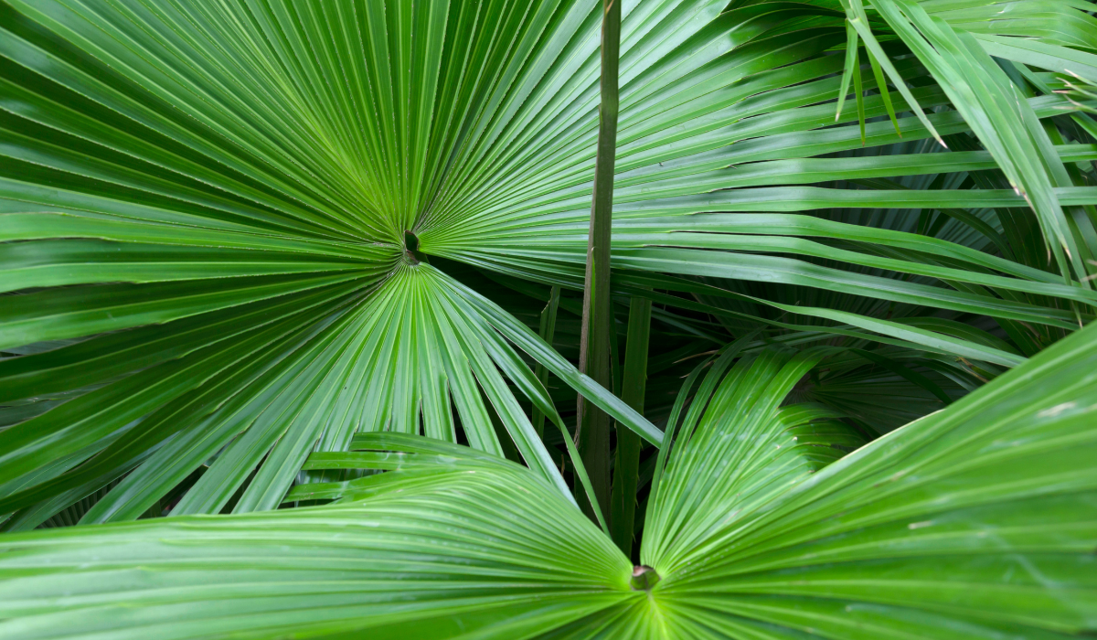 Herbal Supplements for Hair Growth